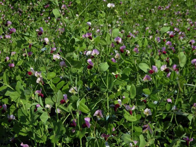 Hrách setý cukrový (Pisum sativum convar. axiphium)