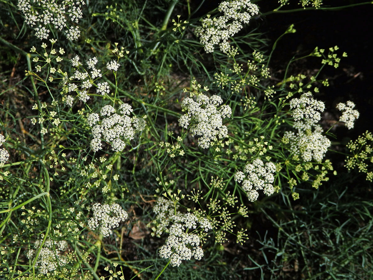 Bezobalka sivá (Trinia glauca (L.) Dumort.)