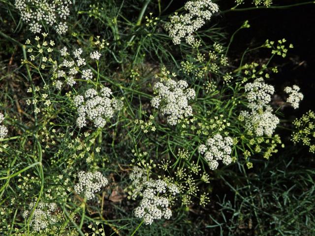 Bezobalka sivá (Trinia glauca (L.) Dumort.)