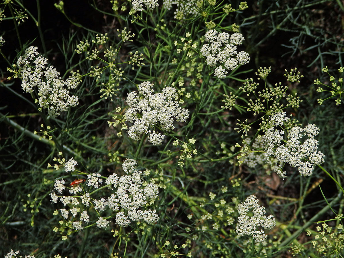 Bezobalka sivá (Trinia glauca (L.) Dumort.)