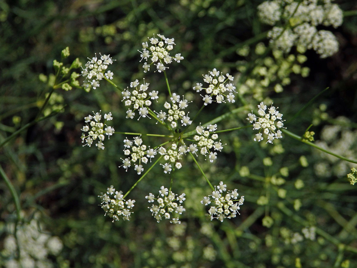 Bezobalka sivá (Trinia glauca (L.) Dumort.)