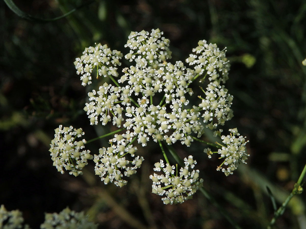 Bezobalka sivá (Trinia glauca (L.) Dumort.)