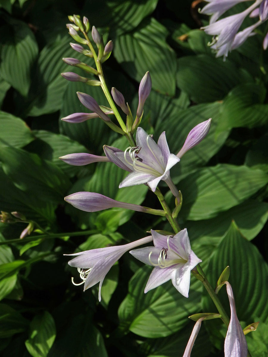 Bohyška jitrocelová (Hosta plantaginea (Lam.) Asch.)