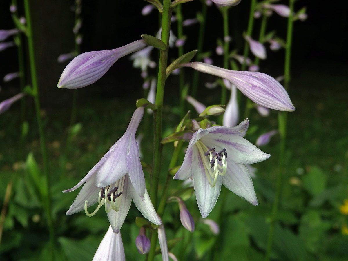 Bohyška jitrocelová (Hosta plantaginea (Lam.) Asch.)