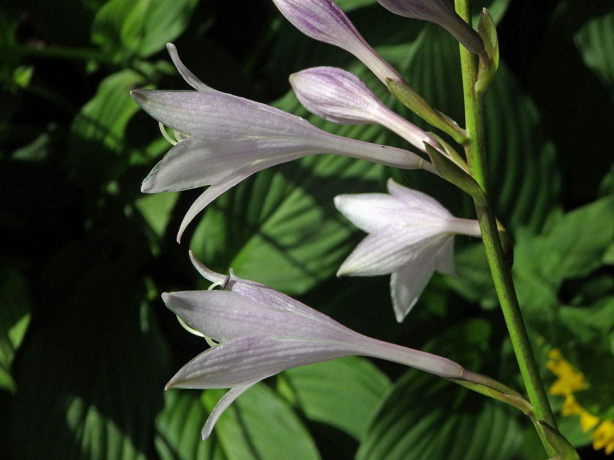 Bohyška jitrocelová (Hosta plantaginea (Lam.) Asch.)