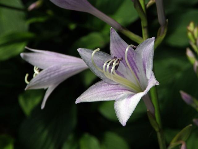 Bohyška jitrocelová (Hosta plantaginea (Lam.) Asch.)