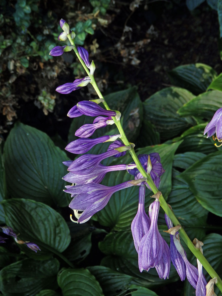 Bohyška modrofialová (Hosta ventricosa Stearn)