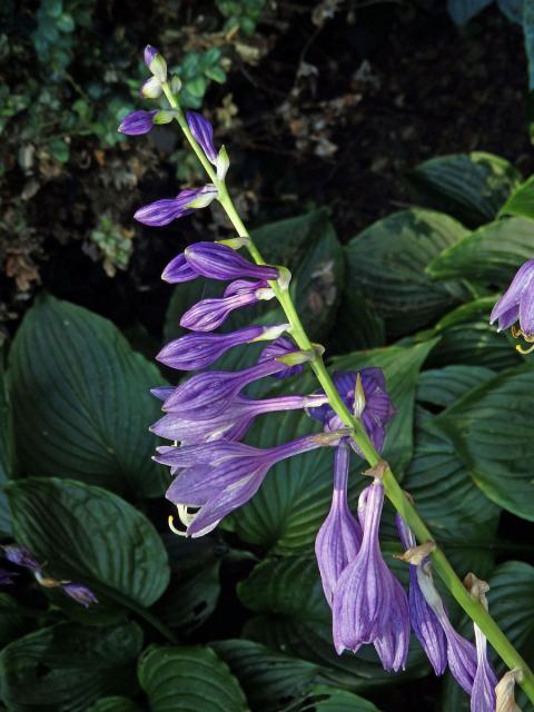 Bohyška modrofialová (Hosta ventricosa Stearn)