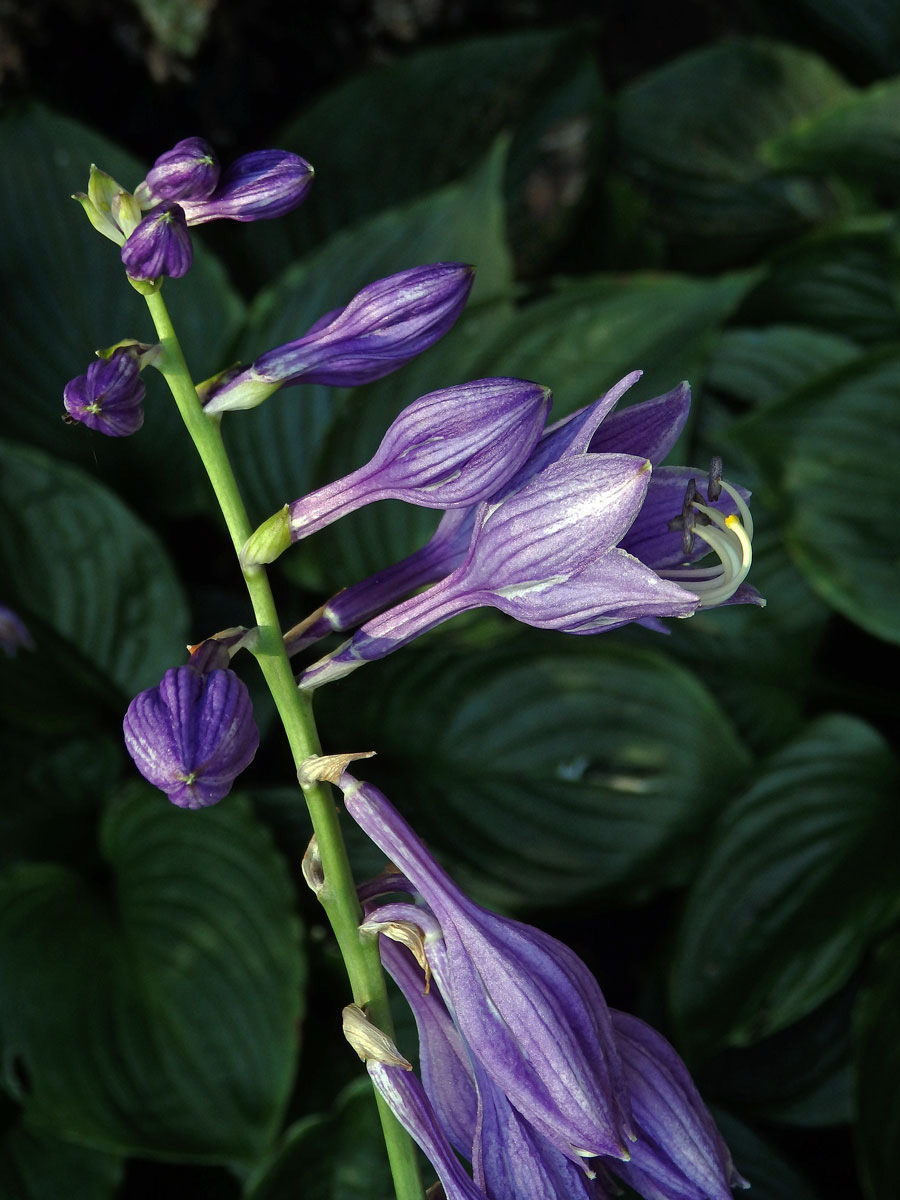 Bohyška modrofialová (Hosta ventricosa Stearn)