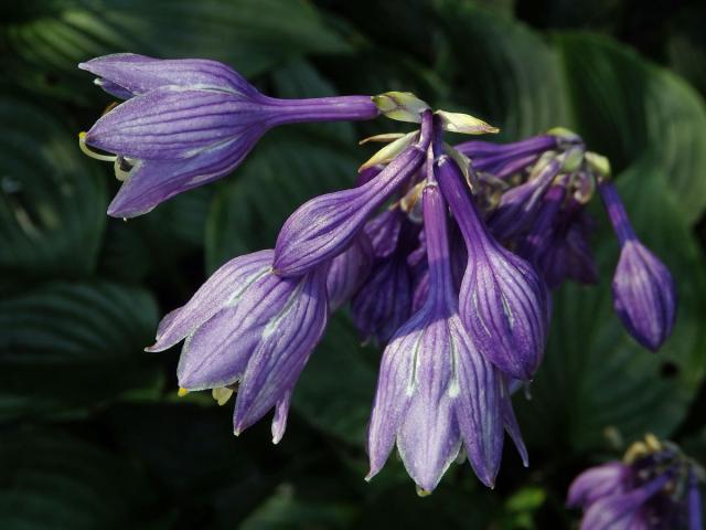 Bohyška modrofialová (Hosta ventricosa Stearn)