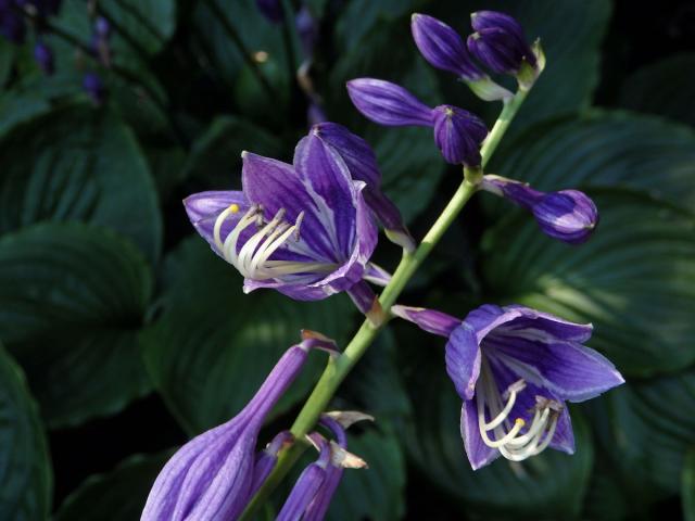 Bohyška modrofialová (Hosta ventricosa Stearn)