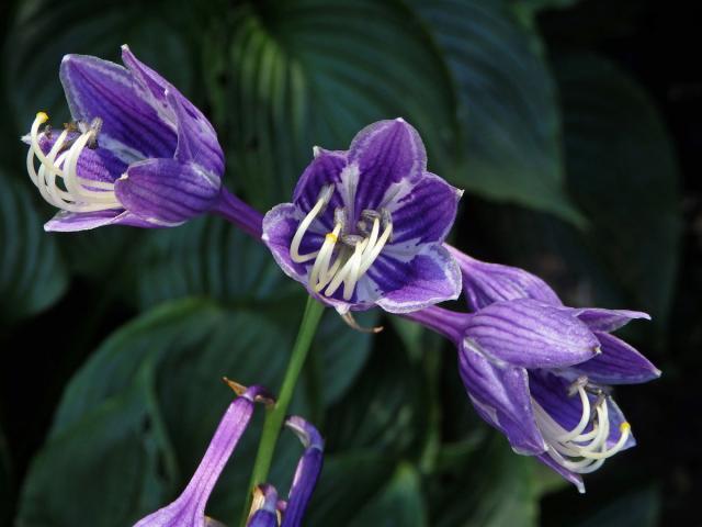 Bohyška modrofialová (Hosta ventricosa Stearn)