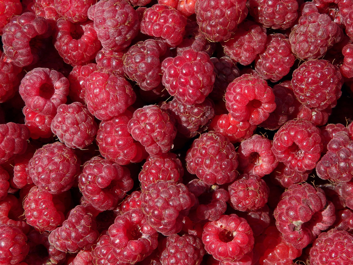 Ostružiník maliník (Rubus idaeus L.)