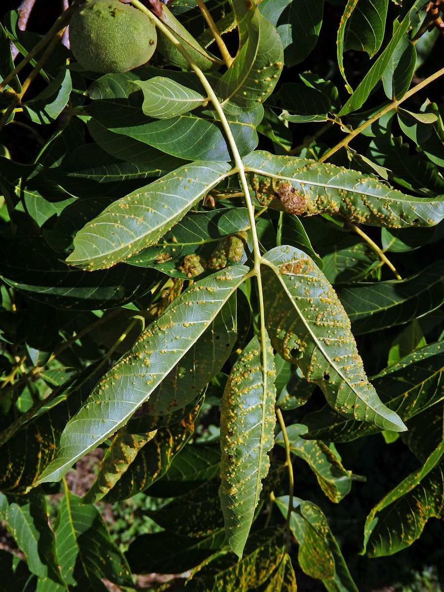 Hálky vlnovníka puchýřovitého (Eriophyes erineus)