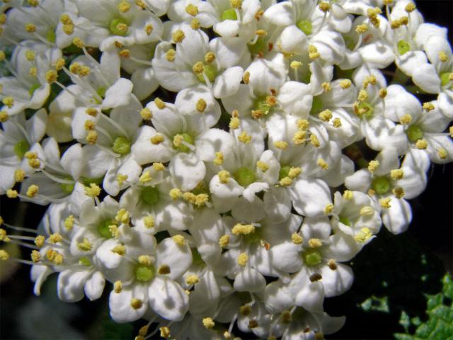 Kalina tušalaj (Viburnum lantana L.)