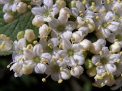 Kalina tušalaj (Viburnum lantana L.)