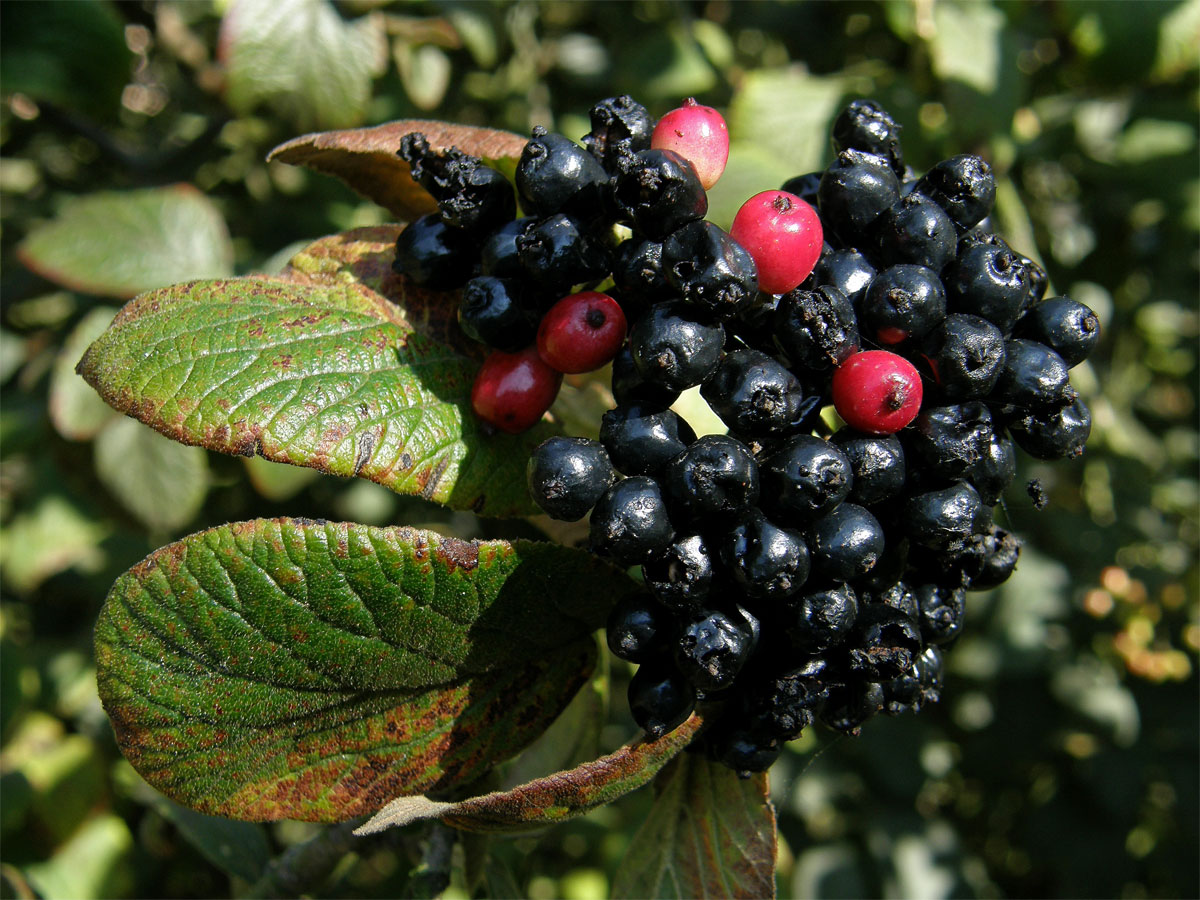 Kalina tušalaj (Viburnum lantana L.)