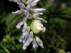 Hálky bejlomorky Contarinia craccae na vikvi ptačí se světlými květy