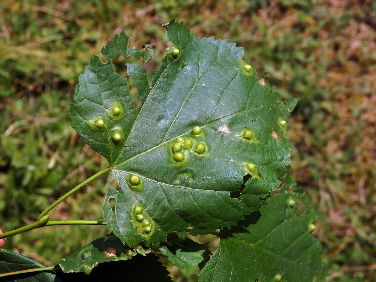 Hálky bejlomorky lipové (Didymomyia reaumuriana)