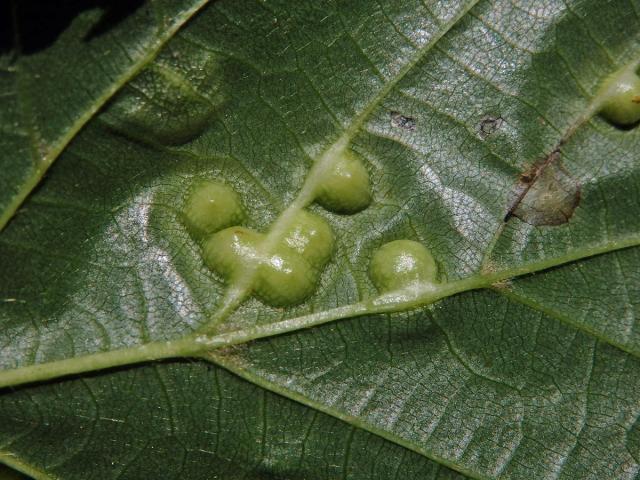 Hálky bejlomorky lipové (Didymomyia reaumuriana)