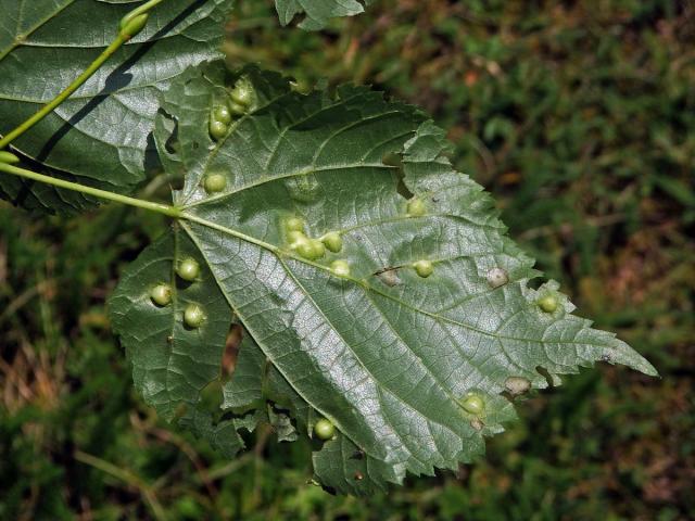 Hálky bejlomorky lipové (Didymomyia reaumuriana)