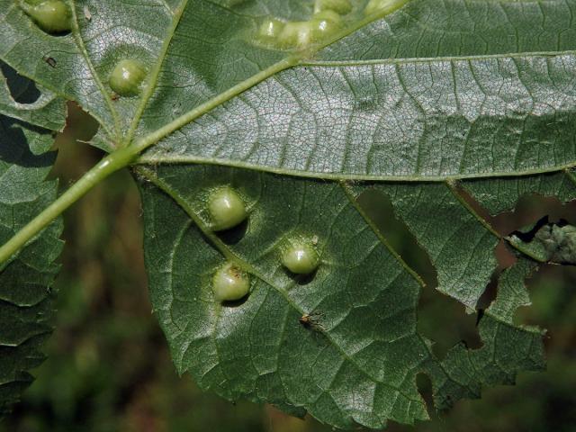 Hálky bejlomorky lipové (Didymomyia reaumuriana)