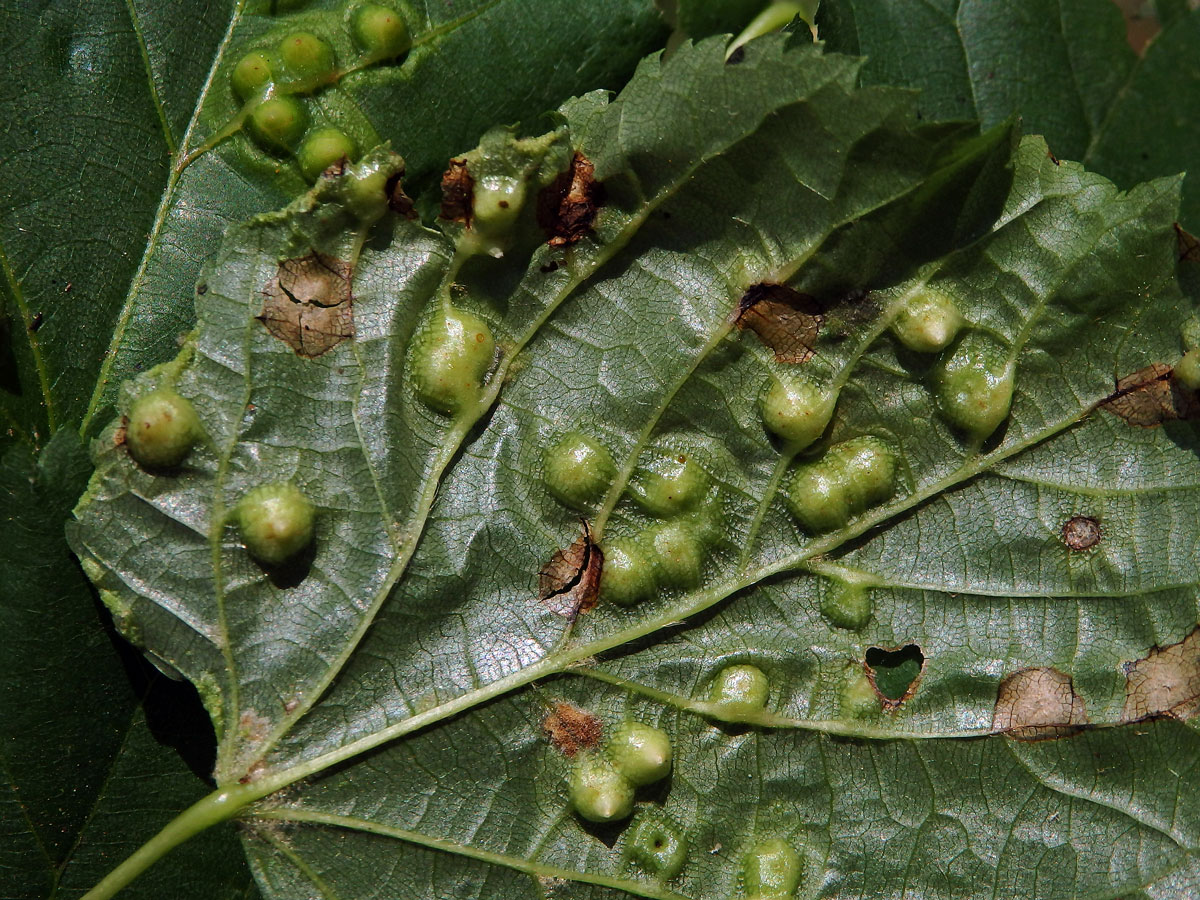 Hálky bejlomorky lipové (Didymomyia reaumuriana)