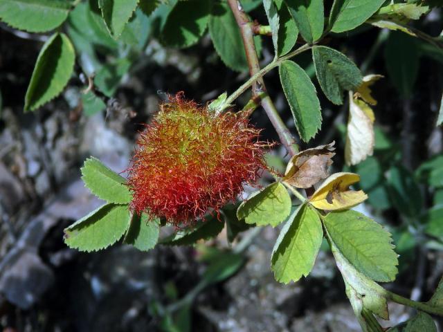 Hálky žlabatky růžové (Diplolepis rosae)