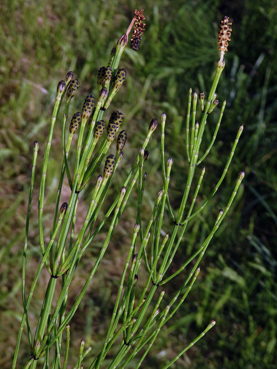 Přeslička rolní (Equisetum arvense L.) - kombinace jarní a letní lodyhy