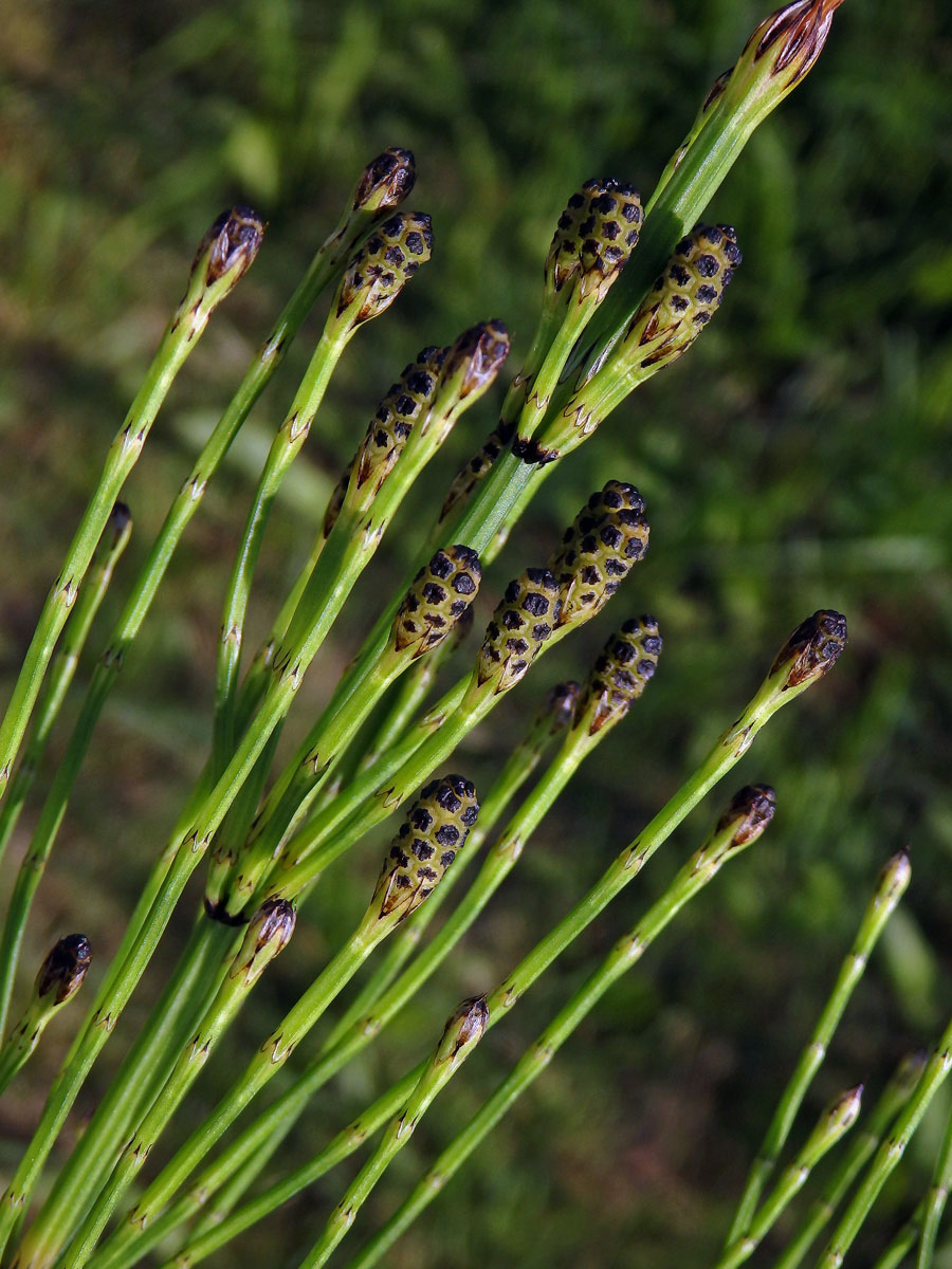 Přeslička rolní (Equisetum arvense L.) - kombinace jarní a letní lodyhy