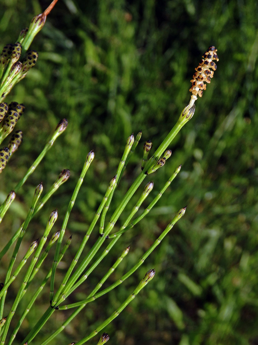 Přeslička rolní (Equisetum arvense L.) - kombinace jarní a letní lodyhy