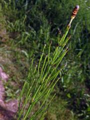 Přeslička rolní (Equisetum arvense L.) - kombinace jarní a letní lodyhy