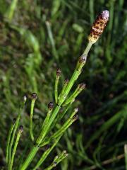 Přeslička rolní (Equisetum arvense L.) - kombinace jarní a letní lodyhy