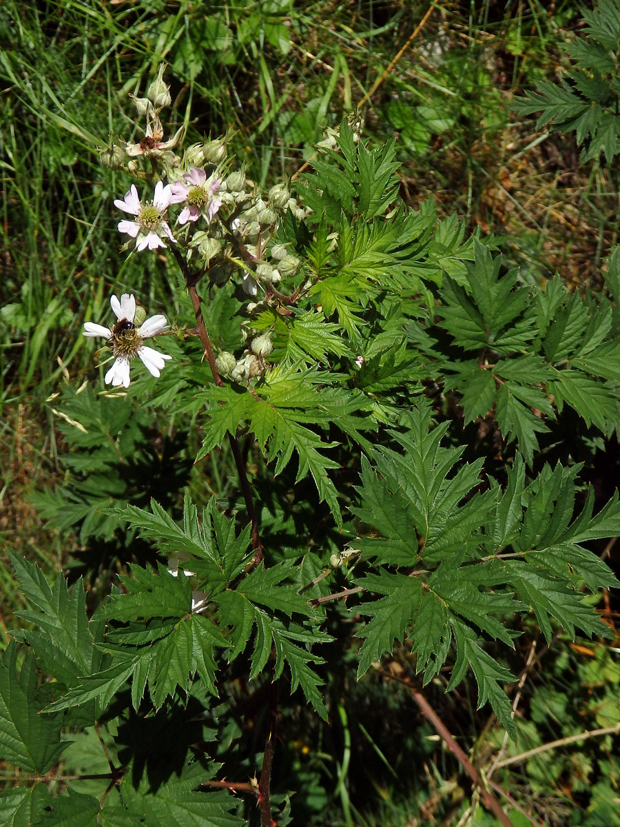 Ostružiník dřipený (Rubus laciniatus Willd.)