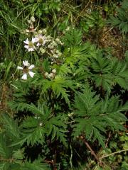 Ostružiník dřipený (Rubus laciniatus Willd.)