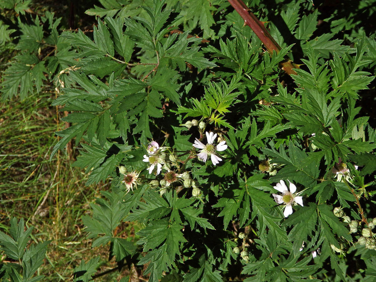 Ostružiník dřipený (Rubus laciniatus Willd.)