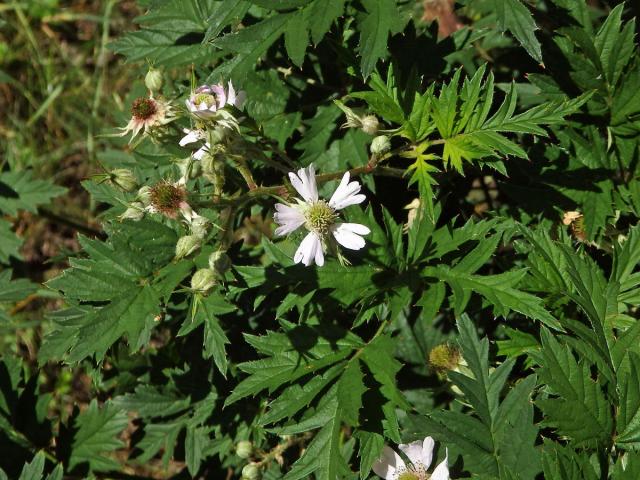 Ostružiník dřipený (Rubus laciniatus Willd.)