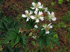 Ostružiník dřipený (Rubus laciniatus Willd.)