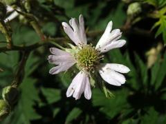 Ostružiník dřipený (Rubus laciniatus Willd.)