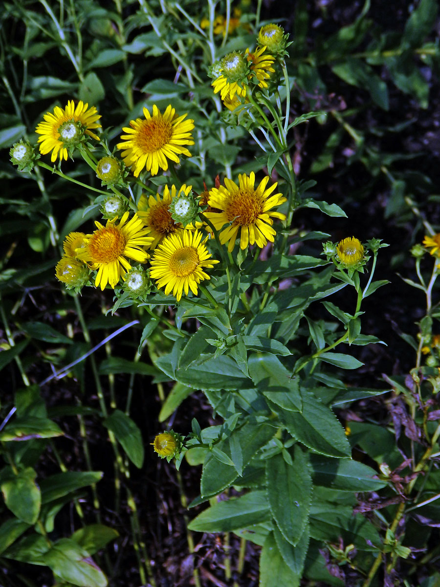 Oman tavolníkolistý (Inula spiraeifolia L. )