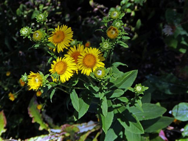 Oman tavolníkolistý (Inula spiraeifolia L. )