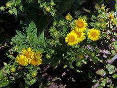 Oman tavolníkolistý (Inula spiraeifolia L. )