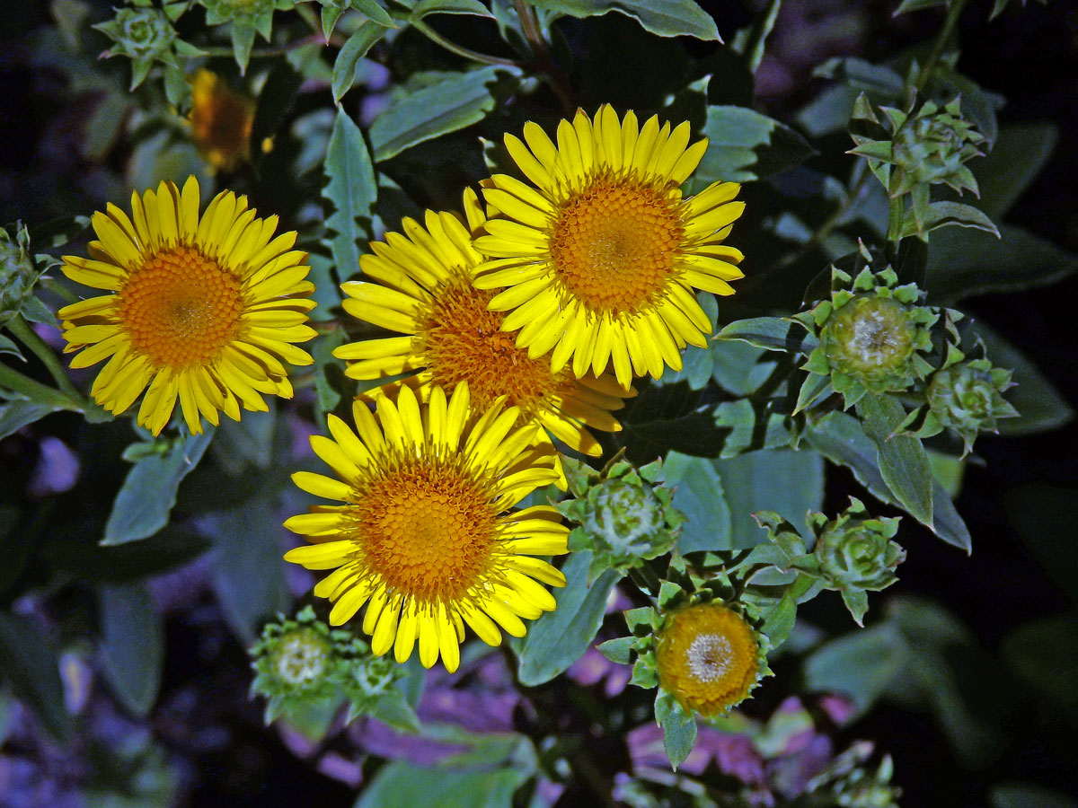 Oman tavolníkolistý (Inula spiraeifolia L. )