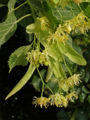 Lípa velkolistá (Tilia platyphyllos Scop.)