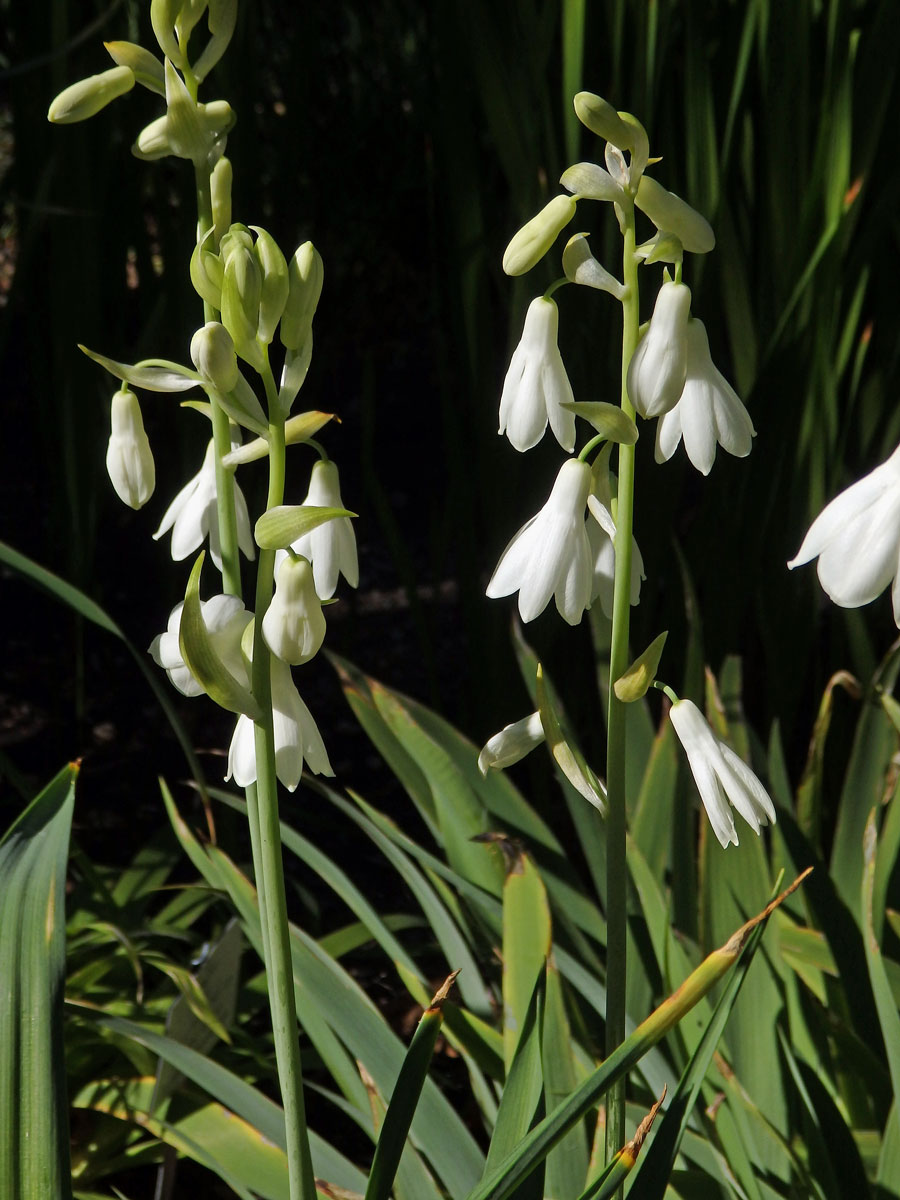 Litoška bělostná (Galtonia candicans (Baker) Decne.)