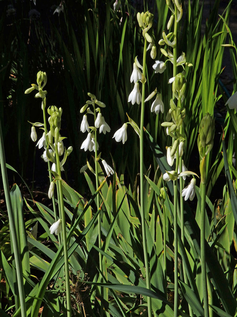 Litoška bělostná (Galtonia candicans (Baker) Decne.)