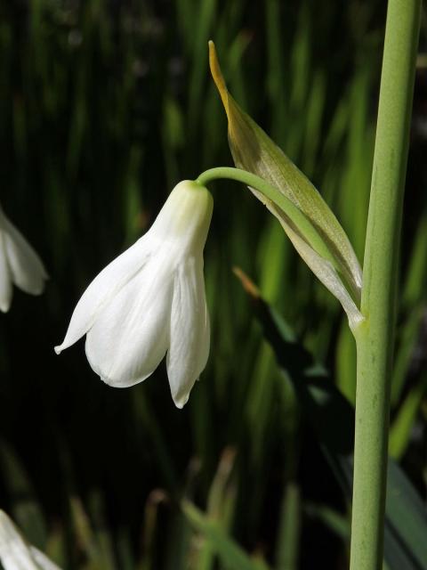 Litoška bělostná (Galtonia candicans (Baker) Decne.)