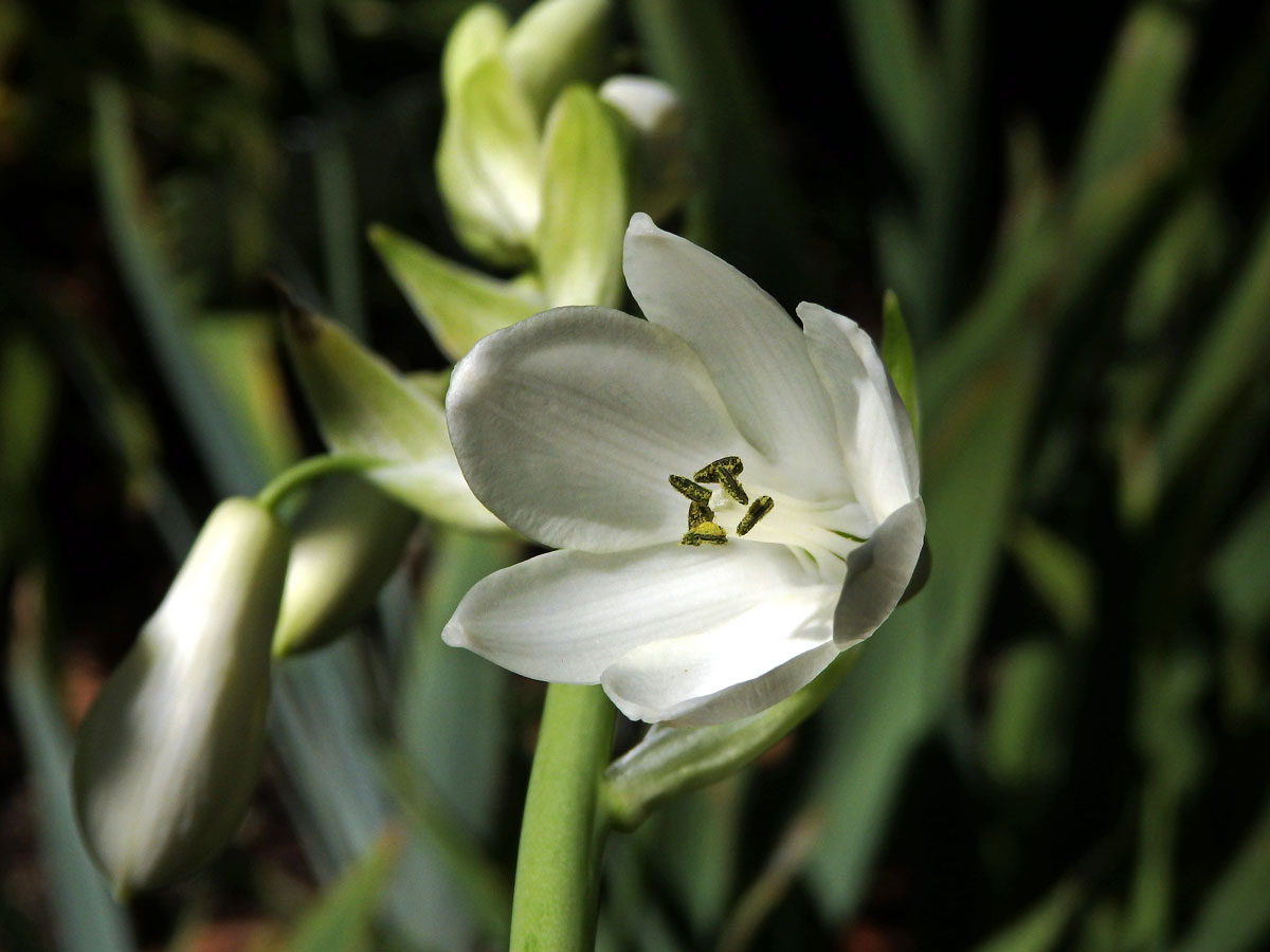 Litoška bělostná (Galtonia candicans (Baker) Decne.)