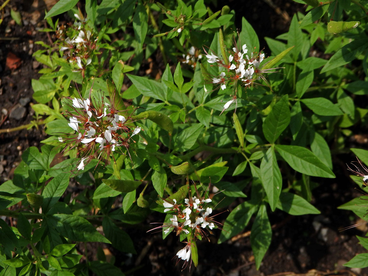 Polanisia tachysperma Torr. & A. Gray