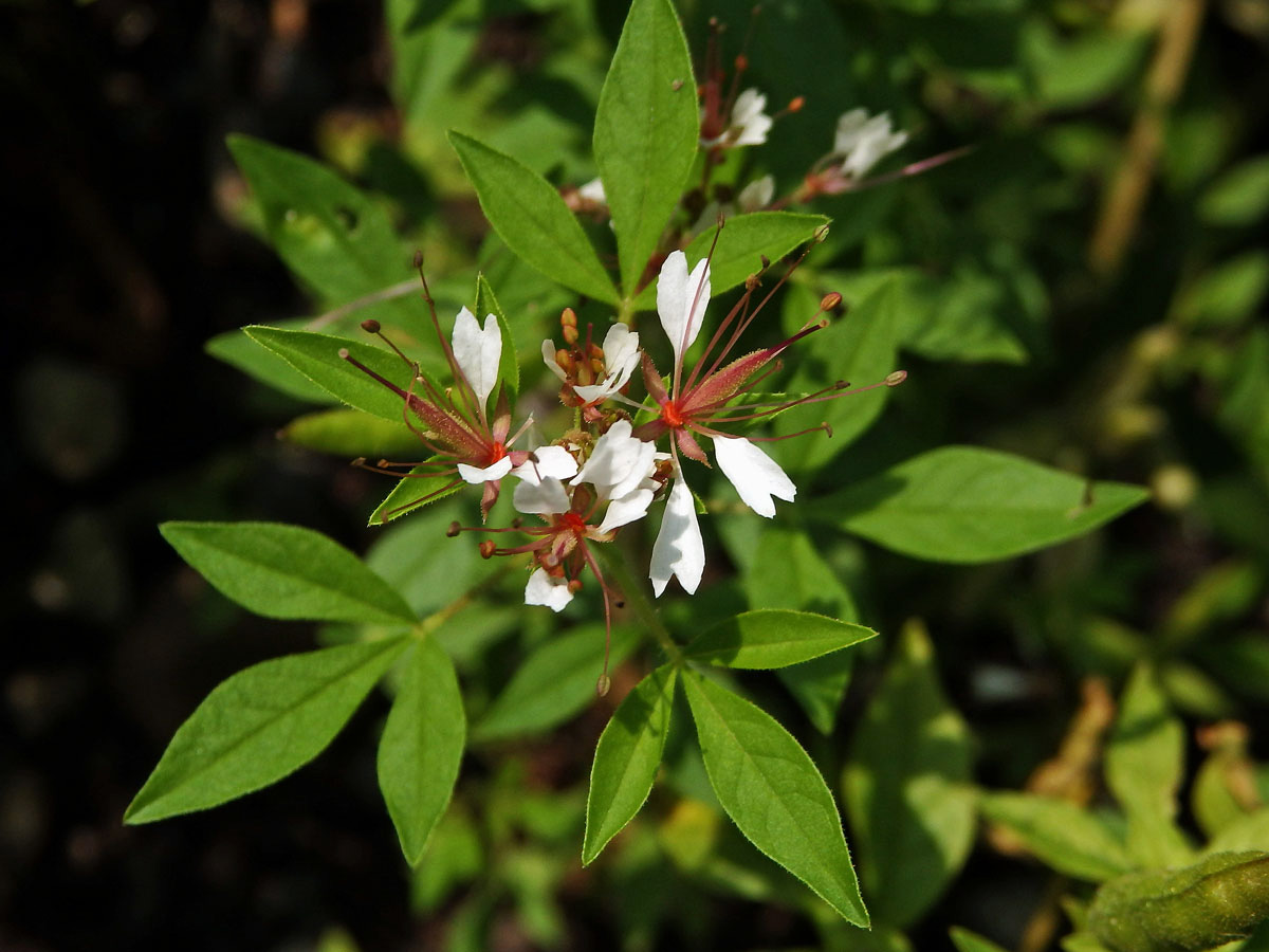 Polanisia tachysperma Torr. & A. Gray